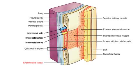 fascia endothoracica